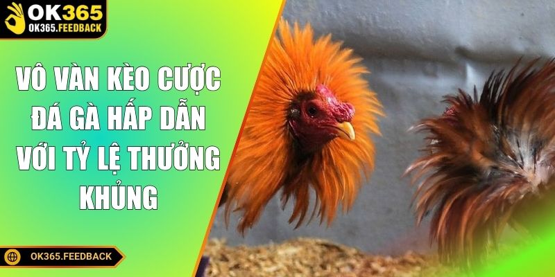 Vô vàn kèo cược đá gà hấp dẫn với tỷ lệ thưởng khủng